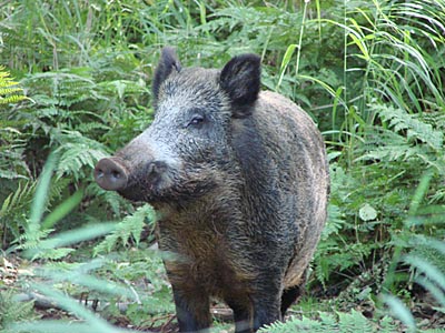 wildschwein.jpg