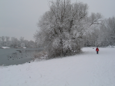 Winter2010 im MaudacherBruch.jpg