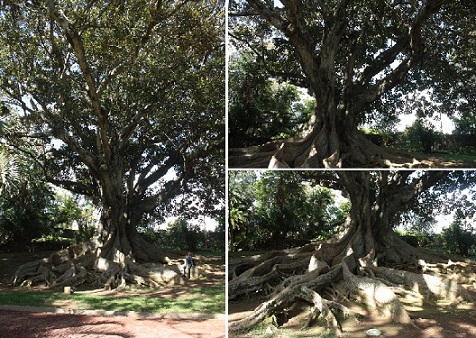 mein freund der baum.jpg