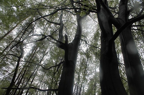 Der Wald bei Oberschlettenbach