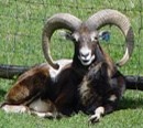 eulbach_tiere_mufflon_246_D.jpg