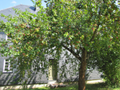 Obstbaum im Freilichtmuseum Hessenpark