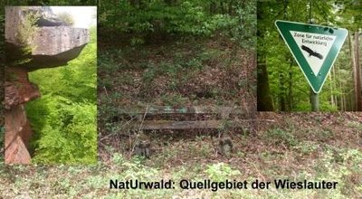 Nurwald-Titelbild.JPG