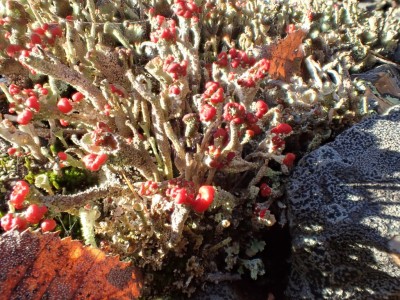 P1061560.JPG (391.25 KiB) 8981 mal betrachtet Blühende Flechte