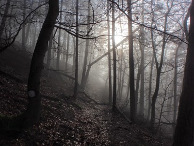 P1061594.JPG (283.08 KiB) 7297 mal betrachtet Nebelwald