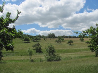 Blick auf die Kohlhof-Wiesen.jpg