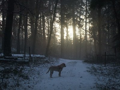 Nala auf der Spur von Aloisius und seiner Liebsten...