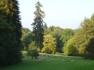 Eine Wiese im Bergpark