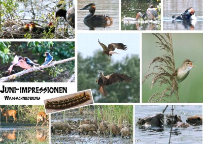 Juniimpressionen.jpg