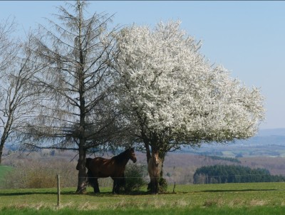 Pferdekoppel bei Scheiden